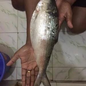 ৩ পিছ মাছ ১০ কেজি (৫৫০০×১)