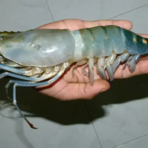 ৫ পিছ ৩ কেজি চিংড়ি মাছ (৪০০০×১)